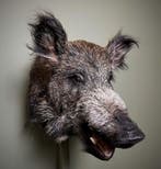 Wild Zwijn Middel Taxidermie Opgezette Dieren By Max, Ophalen of Verzenden, Opgezet dier