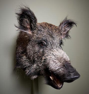 Wild Zwijn Middel Taxidermie Opgezette Dieren By Max, Ophalen of Verzenden, Nieuw, Wild dier, Opgezet dier