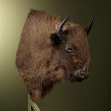 Europese Bizon Taxidermie Opgezette Dieren By Max, Ophalen of Verzenden, Nieuw, Wild dier, Opgezet dier