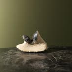 Trilobiet Taxidermie Opgezette Dieren By Max, Ophalen of Verzenden, Nieuw, Wild dier, Opgezet dier