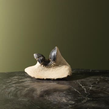 Trilobiet Taxidermie Opgezette Dieren By Max, Ophalen of Verzenden, Nieuw, Wild dier, Opgezet dier