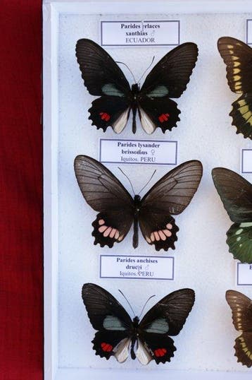 Vlinder Taxidermie volledige montage - Battus and Parides -