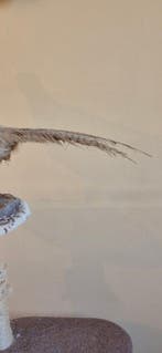 Colchische fazant Taxidermie wandmontage - Phasianus