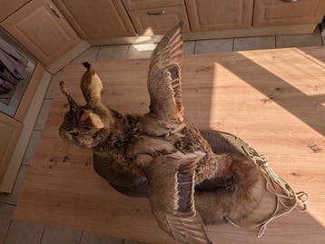 Wolpertinger - Beierse fabeldier Taxidermie volledige, Antiek en Kunst