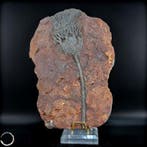 Fossiele zeelilie – crinoïde Indrukwekkend tijdsgetuigenis