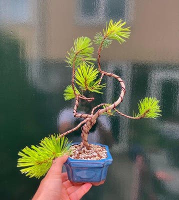 Den bonsai (Pinus) - Hoogte (boom): 29 cm - Diepte (boom):