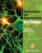 Neuroanatomy and Neuroscience at a Glance 9780470657683, Verzenden, Gelezen, Roger A. Barker