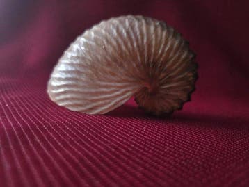 Nautile Coquillage marin - S-443 ARGONAUTA HIANS (Sans prix, Verzamelen, Nieuw