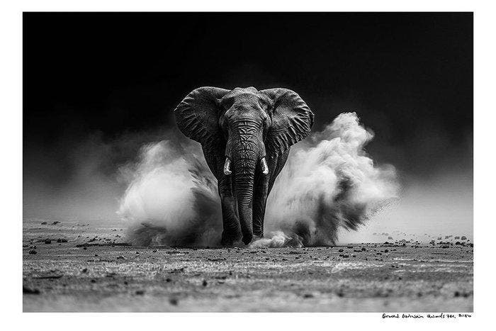 Arnold Mariashin - Animals 781 - XL - No reserve, Antiek en Kunst, Kunst | Designobjecten