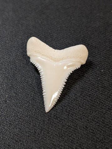 Grand requin blanc Dent - Carcharodon carcharias - with, Collections