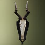 Hartenbeest Schedel Taxidermie Opgezette Dieren By Max, Verzamelen, Dierenverzamelingen, Ophalen of Verzenden, Nieuw, Wild dier