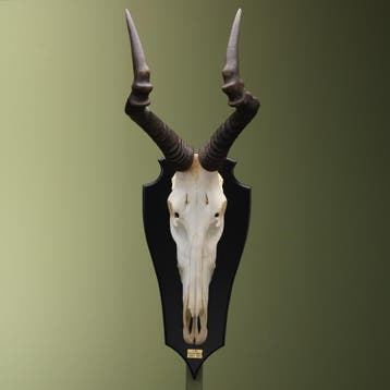 Hartenbeest Schedel Taxidermie Opgezette Dieren By Max, Verzamelen, Dierenverzamelingen, Ophalen of Verzenden, Nieuw, Wild dier