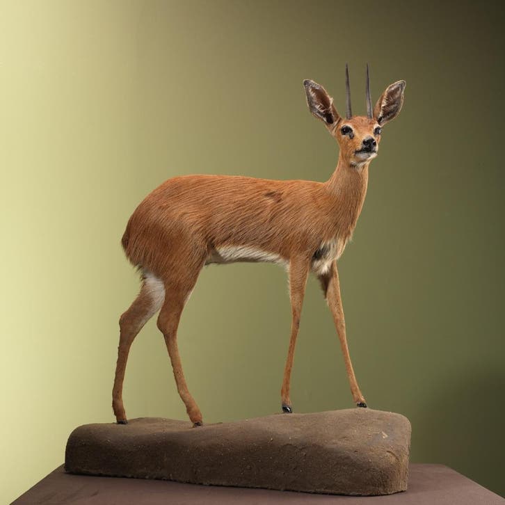 Steenbokantilope Taxidermie Opgezette Dieren By Max, Collections, Collections Animaux, Enlèvement ou Envoi