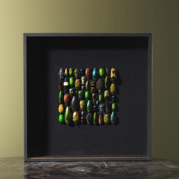 Kevers in Lijst Taxidermie Opgezette Dieren By Max, Verzamelen, Ophalen of Verzenden, Nieuw, Insect, Opgezet dier