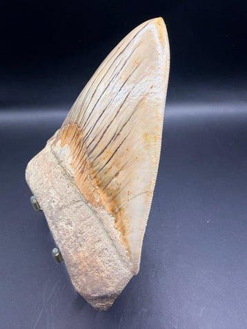Mégalodon - Squelette fossile - Carcharocles megalodon -, Verzamelen
