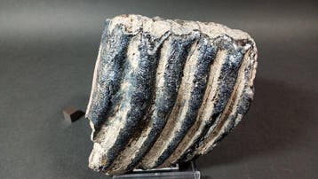 Zuidelijke mammoet - Fossiele tanden - Mammuthus, Verzamelen
