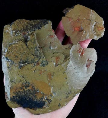 Indrukwekkende Hyolitha !!! - Gefossiliseerd dier -