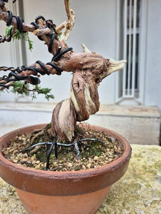Bonsaï de genévrier Itoigawa - Hauteur (arbre) : 25 cm -, Antiquités & Art, Curiosités & Brocante
