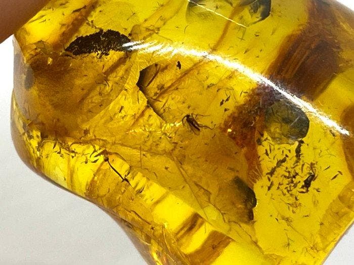 Bevroren in de Tijd: Natuurlijk Baltisch amberstuk met, Verzamelen, Mineralen en Fossielen