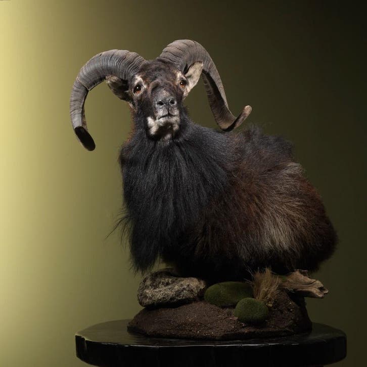 Schaap Taxidermie Opgezette Dieren By Max, Collections, Collections Animaux, Enlèvement ou Envoi