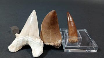 Haai, Mosasaurus en Plesiosaurus - Fossiele tanden - Otodus