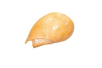 Melo melo - Grote Indiase volute / Bailer-schelp -, Nieuw