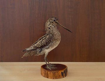 Houtsnip Taxidermie replica montage - Gallinago megala - 21, Nieuw