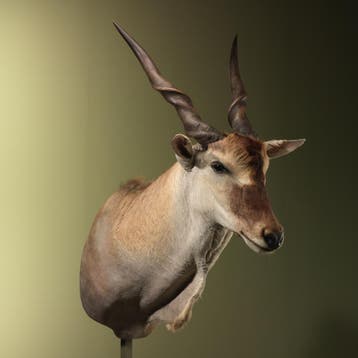 Elandantilope Taxidermie Opgezette Dieren By Max, Ophalen of Verzenden, Opgezet dier