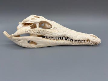 Nijlkrokodil Schedel - Crocodylus niloticus - 7 cm - 12 cm -, Antiek en Kunst