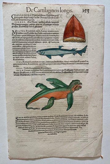 Conrad Gesner - Nomenclator aquatilium animantium - 1560