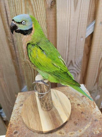 Roodborst parkiet Taxidermie volledige montage - Psittacula