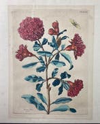 Maria Sibylla Merian (1647-1717) - Puncca flore pleno -