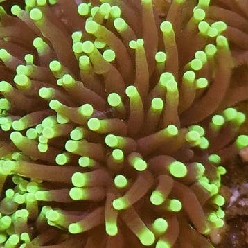 Euphyllia Glabrescens Ultra Yellow Tip (3 koppen)