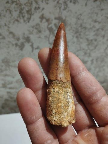 Dinosaure - Animal fossilisé - 9.7 cm - 2.5 cm
