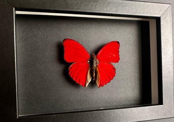 Vlinder Taxidermie volledige montage - Cymothoe Sangaris