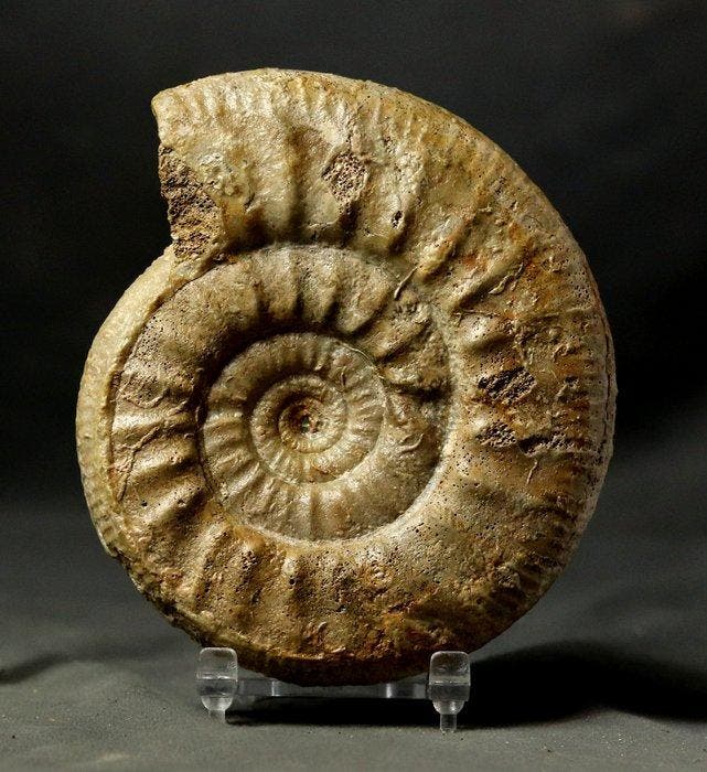 Ammonite fine et grande, avec deux faces nettoyées. - Animal, Collections, Minéraux & Fossiles
