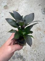 Hygrophila Corymbosa (Aquariumplanten, Aquarium producten), Dieren en Toebehoren, Verzenden, Nieuw, Plant(en), Steen of Hout