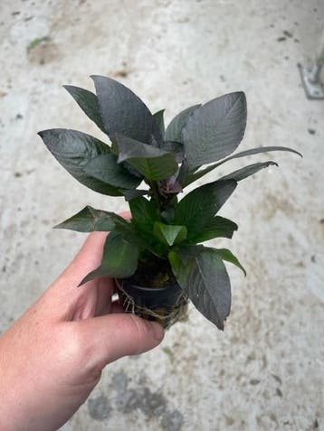 Hygrophila Corymbosa (Aquariumplanten, Aquarium producten), Verzenden, Plant(en), Steen of Hout