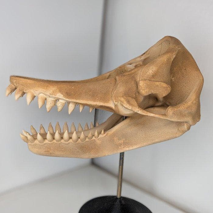 Fossiele schedel - Livyatan Melvillei - Museum-Grade Replica, Collections, Minéraux & Fossiles