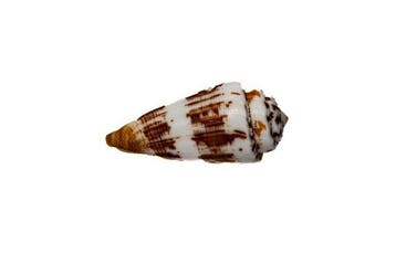 Conus gubernator (5,7 cm) – onberispelijk verzamelobject in, Nieuw