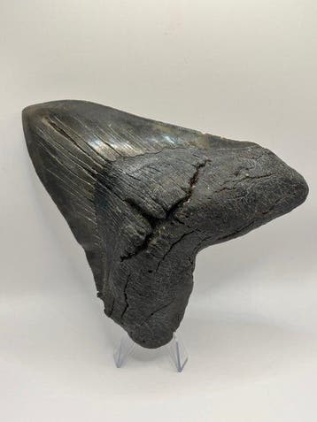 Megalodon - Fossiele tand - Otodus Megalodon - 14.74 cm