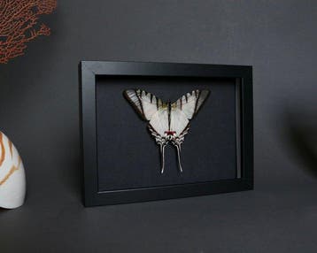 Vlinder Taxidermie volledige montage - Euritydes protesilaus