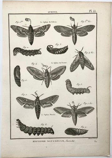 Lot of 12 quarto engravings, Latreille, P. A. : Insects:
