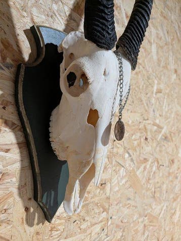 Gemsboktrofee op Schild Taxidermie wandmontage - Oryx