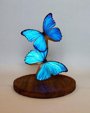 Papillon Support de corps entier pour taxidermie - Morpho
