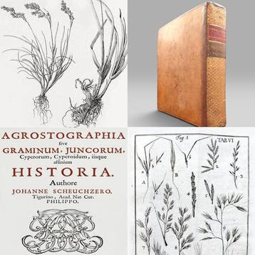 Johann Jakob Scheuchzer - Agrostographia - Agrostology [1st