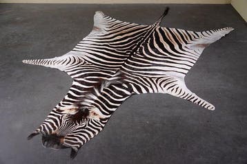 Plains Zebra Skin with Head Gewei - Equus quagga - 280 cm -, Nieuw