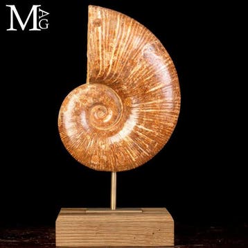 Ammonite fossile Lytoceras – Élégance préhistorique sur une