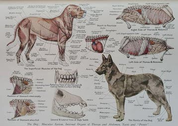 A.J. Sewell - The animals home doctor, encyclopedia for