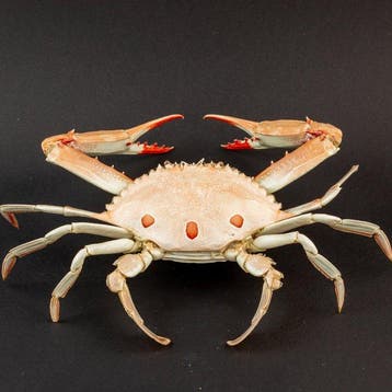 Crabe de mer - Île Nocnocan - Support de corps entier pour